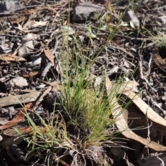 Poa sp. CNM1 (under review, formerly Poa meionectes) at Conder, ACT - 28 Nov 2017