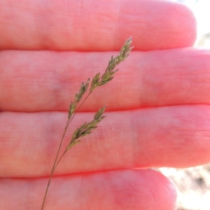 Poa sp. CNM1 (under review, formerly Poa meionectes) at Conder, ACT - 28 Nov 2017