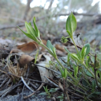 Opercularia hispida (Hairy Stinkweed) at Conder, ACT - 28 Nov 2017 by MichaelBedingfield