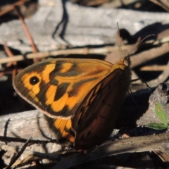 Heteronympha merope (Common Brown Butterfly) at Conder, ACT - 28 Nov 2017 by michaelb