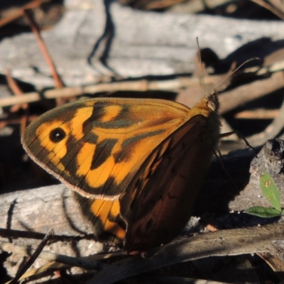 Heteronympha merope (Common Brown Butterfly) at Conder, ACT - 28 Nov 2017 by michaelb