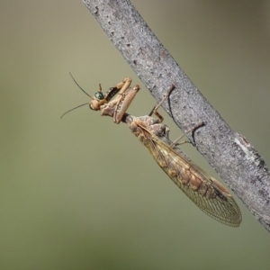 Mantispidae (family) at Red Hill, ACT - 8 Dec 2017