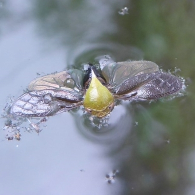 Chaetophyes compacta (Tube spittlebug) at Flynn, ACT - 6 Dec 2017 by Christine