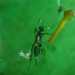 Ichneumonidae (family) (Unidentified ichneumon wasp) at Flynn, ACT - 5 Dec 2017 by Christine