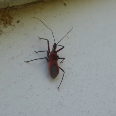 Gminatus australis (Orange assassin bug) at Flynn, ACT - 7 Dec 2017 by Christine