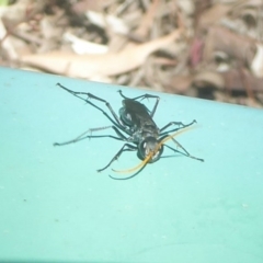 Pompilidae (family) (Unidentified Spider wasp) at Flynn, ACT - 6 Dec 2017 by Christine