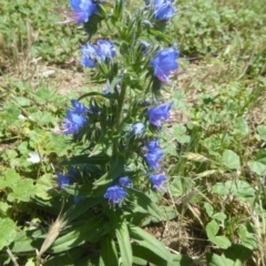 Echium vulgare (Vipers Bugloss) at Fyshwick, ACT - 7 Dec 2017 by Christine