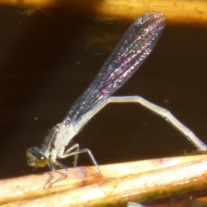 Ischnura heterosticta at Fyshwick, ACT - 7 Dec 2017