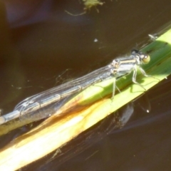 Ischnura heterosticta at Fyshwick, ACT - 7 Dec 2017