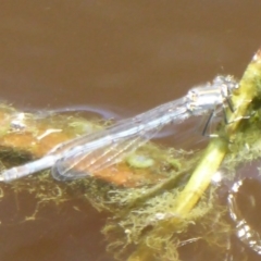 Ischnura heterosticta at Fyshwick, ACT - 7 Dec 2017 12:00 AM