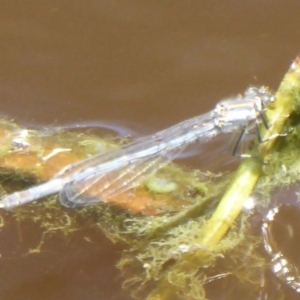 Ischnura heterosticta at Fyshwick, ACT - 7 Dec 2017 12:00 AM