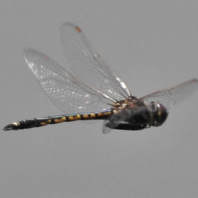 Hemicordulia tau (Tau Emerald) at Paddys River, ACT - 9 Dec 2017 by JohnBundock