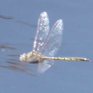 Hemicordulia tau at Fyshwick, ACT - 7 Dec 2017 12:00 AM