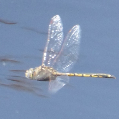 Hemicordulia tau (Tau Emerald) at Fyshwick, ACT - 6 Dec 2017 by Christine