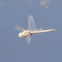 Hemicordulia tau at Fyshwick, ACT - 7 Dec 2017 12:00 AM