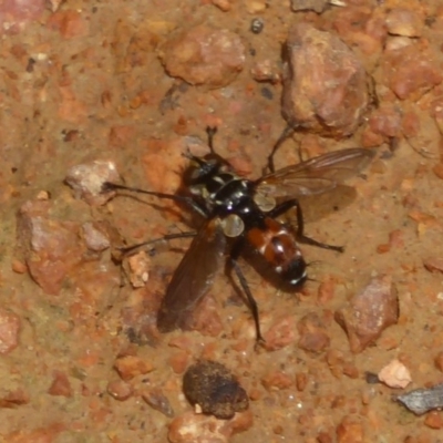 Cylindromyia sp. (genus) (Bristle fly) at Fyshwick, ACT - 6 Dec 2017 by Christine