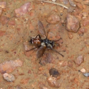 Cylindromyia sp. (genus) at Fyshwick, ACT - 7 Dec 2017 12:00 AM