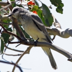 Coracina novaehollandiae (Black-faced Cuckooshrike) at Fyshwick, ACT - 9 Dec 2017 by RodDeb