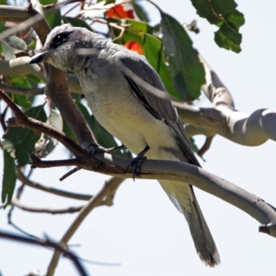 Coracina novaehollandiae (Black-faced Cuckooshrike) at Fyshwick, ACT - 9 Dec 2017 by RodDeb