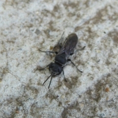 Pison sp. (genus) (Black mud-dauber wasp) at Fyshwick, ACT - 6 Dec 2017 by Christine