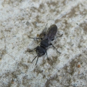 Pison sp. (genus) at Fyshwick, ACT - 7 Dec 2017 12:00 AM