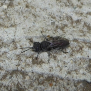 Pison sp. (genus) at Fyshwick, ACT - 7 Dec 2017 12:00 AM