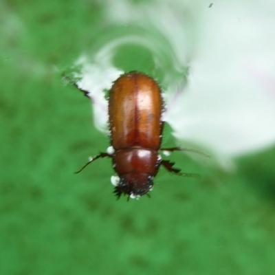 Melolonthinae sp. (subfamily) (Cockchafer) at Flynn, ACT - 7 Dec 2017 by Christine