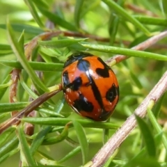 Coccinella transversalis (Transverse Ladybird) at Flynn, ACT - 8 Dec 2017 by Christine