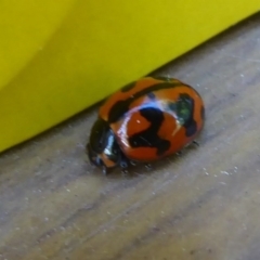 Coccinella transversalis at Flynn, ACT - 8 Dec 2017