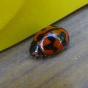 Coccinella transversalis at Flynn, ACT - 8 Dec 2017