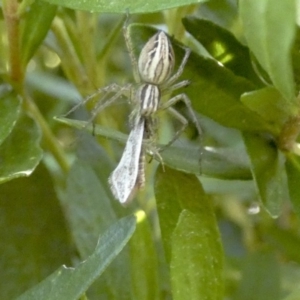 Oxyopes sp. (genus) at Higgins, ACT - 25 Nov 2017