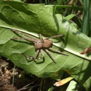 Neosparassus calligaster at Higgins, ACT - 25 Nov 2017