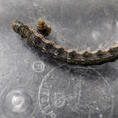 Helicoverpa armigera (Cotton bollworm, Corn earworm) at Higgins, ACT - 25 Nov 2017 by Alison Milton