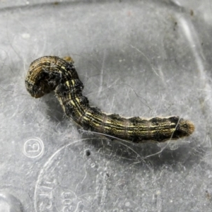 Helicoverpa armigera at Higgins, ACT - 25 Nov 2017 06:06 PM