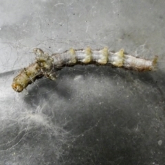 Helicoverpa armigera at Higgins, ACT - 25 Nov 2017 06:06 PM