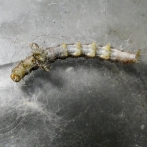 Helicoverpa armigera at Higgins, ACT - 25 Nov 2017 06:06 PM