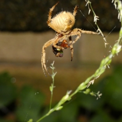 Araneinae (subfamily) (Orb weaver) at Higgins, ACT - 24 Nov 2017 by AlisonMilton