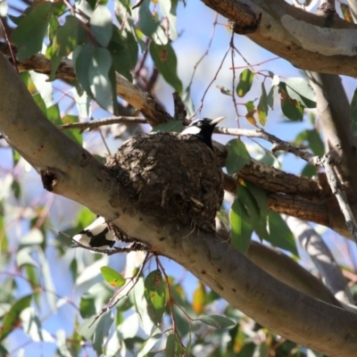 Grallina cyanoleuca (Magpie-lark) at Higgins, ACT - 29 Nov 2017 by AlisonMilton