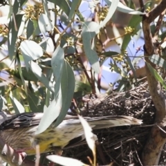 Anthochaera carunculata at Higgins, ACT - 30 Nov 2017