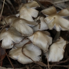 zz agaric (stem; gills white/cream) at Higgins, ACT - 6 Dec 2017 by Alison Milton