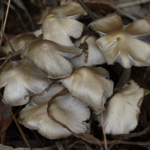 zz agaric (stem; gills white/cream) at Higgins, ACT - 6 Dec 2017