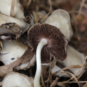 zz agaric (stem; gills white/cream) at Higgins, ACT - 6 Dec 2017 02:14 PM