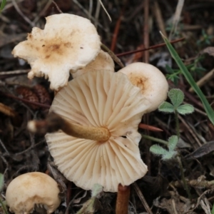 zz agaric (stem; gills white/cream) at Scullin, ACT - 6 Dec 2017 02:52 PM