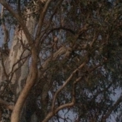Aegotheles cristatus (Australian Owlet-nightjar) at Deakin, ACT - 9 Dec 2017 by KL