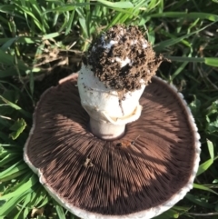 Agaricus sp. at Watson, ACT - 10 Dec 2017