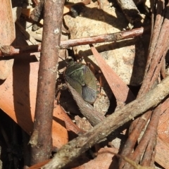 Notius depressus (Shield bug) at Tidbinbilla Nature Reserve - 7 Dec 2017 by RodDeb