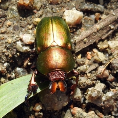 Lamprima aurata (Golden stag beetle) at Tidbinbilla Nature Reserve - 7 Dec 2017 by RodDeb