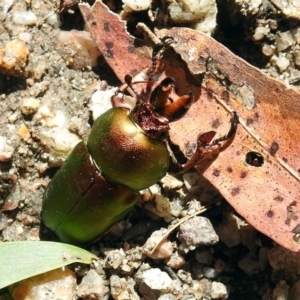 Lamprima aurata at Paddys River, ACT - 7 Dec 2017 01:17 PM