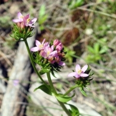 Centaurium erythraea (Common Centaury) at Paddys River, ACT - 7 Dec 2017 by RodDeb