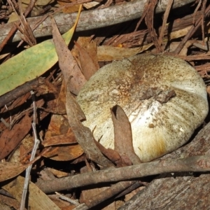 zz agaric (stem; gills white/cream) at Tidbinbilla Nature Reserve - 7 Dec 2017